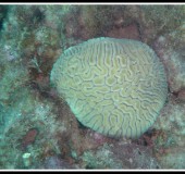 DR Brain Coral