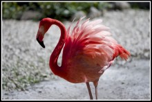 DR Flamingo