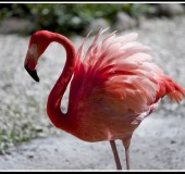 DR Flamingo