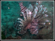 DR Lion fish