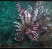 DR Lion fish