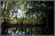 DR Mangrove