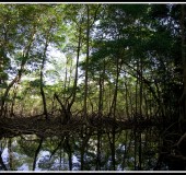 DR Mangrove