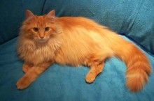 Pluisje tijger