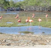 2003 Bonaire 07