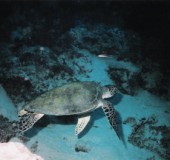 2004 Cairns 25