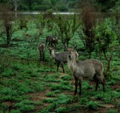 2005 Zuid Afrika 04