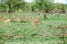 2005 Zuid Afrika 12