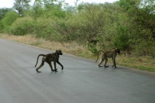 2005 Zuid Afrika 13