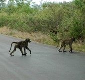 2005 Zuid Afrika 13