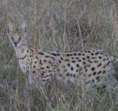 2007 Kenia 16