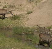 2007 Kenia 24