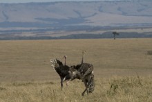 2007 Kenia 33