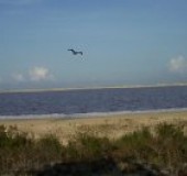 Pelican Bird