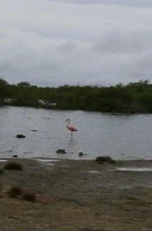 Flamingo alleen