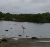 Flamingo alleen