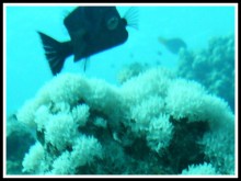 2008 Egypte 41