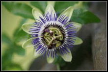 Passion flower