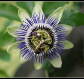 Passion flower